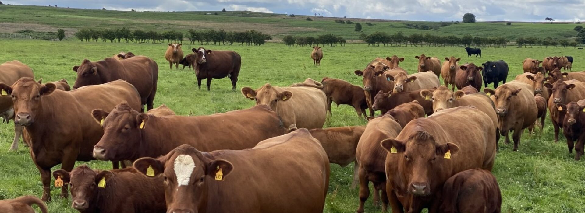 Herd of cows