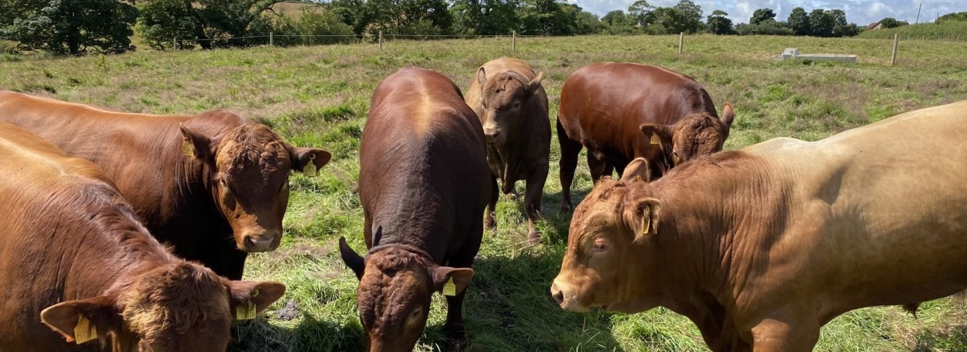 Field of cows