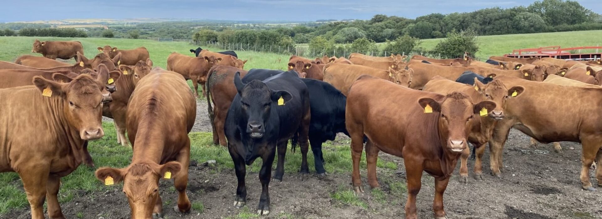 Field of cows