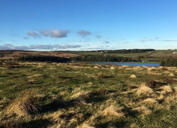 Green field & blue skies
