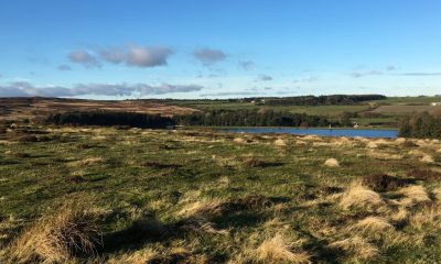 Green field & blue skies