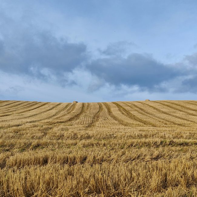Field after harvest