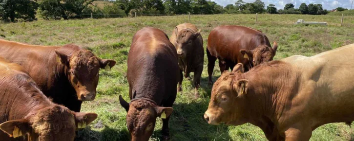 Field of cows