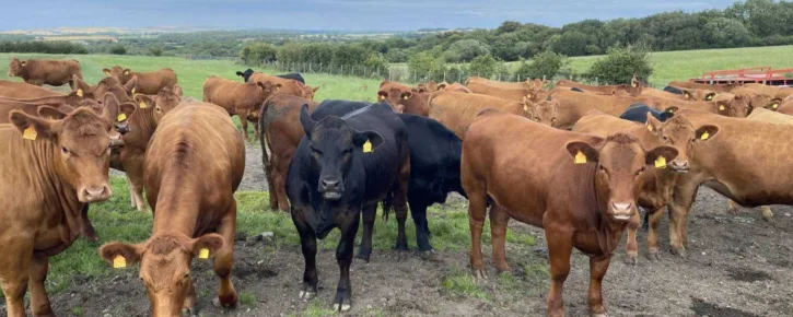 Field of cows
