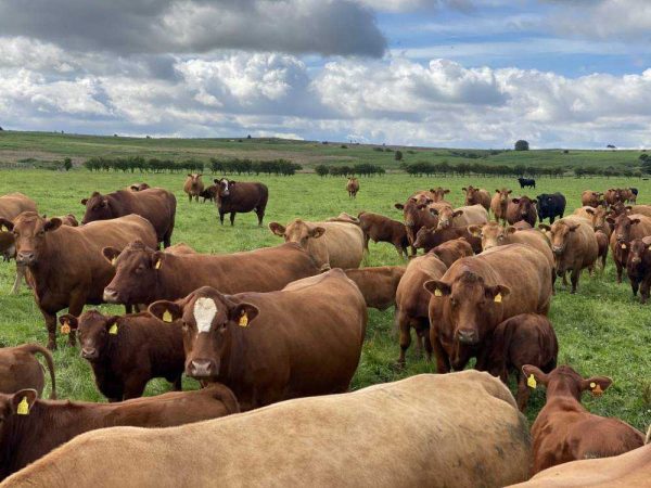 Herd of cattle in a field