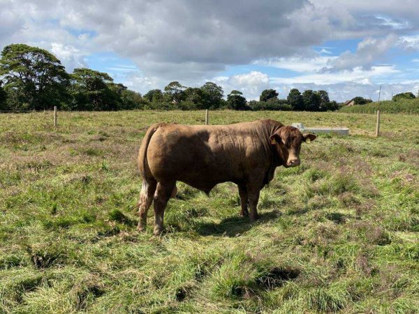 Side view of cow looking at camera