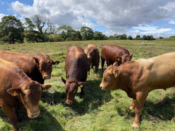 6 cows close to camera in field