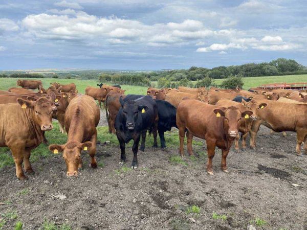 Cows in a part of field with eaten grass